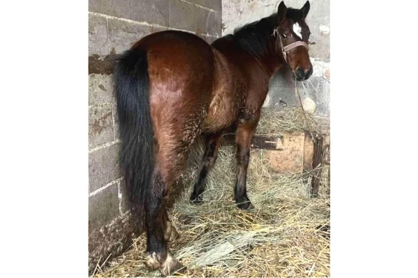 Kafshe e shpende ne Prishtine - 450 Euro