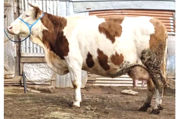 Kafshe e shpende ne Prizren - 1,650 Euro