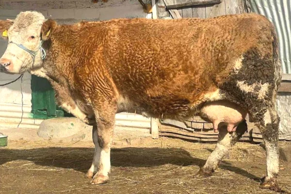 Kafshe e shpende ne Peje - 1,450 Euro