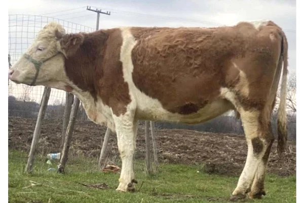 Kafshe e shpende ne Prishtine - 1,280 Euro