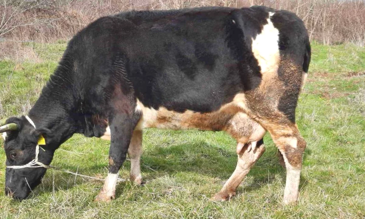  Shitet Lope e Fushes