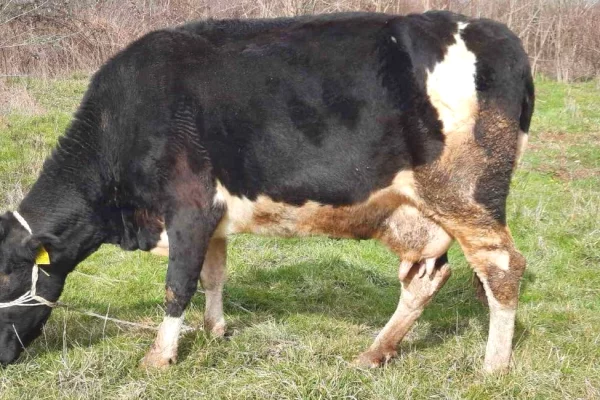 Kafshe e shpende ne Prizren - 1,250 Euro