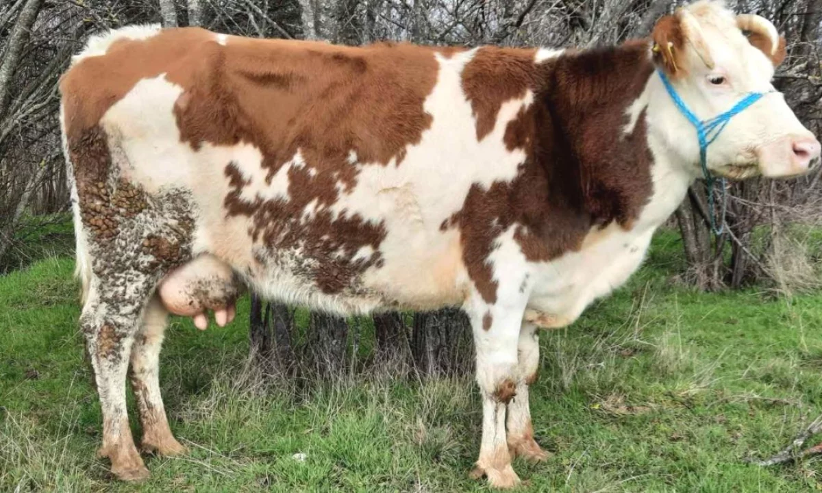 Shitet Lopa me 10 Litra Qumesht