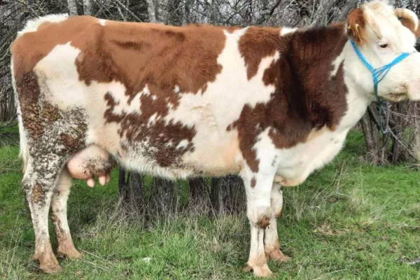 Kafshe e shpende ne Prizren - 1,300 Euro