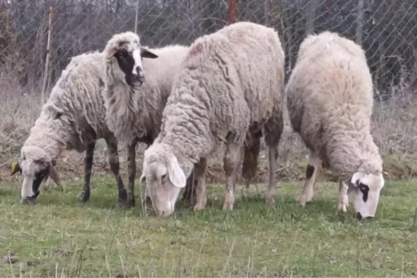 Kafshe e shpende ne Prishtine - 18,000 Leke