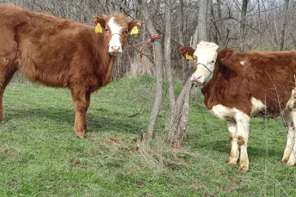 Kafshe e shpende ne Prishtine - 1,680 Euro