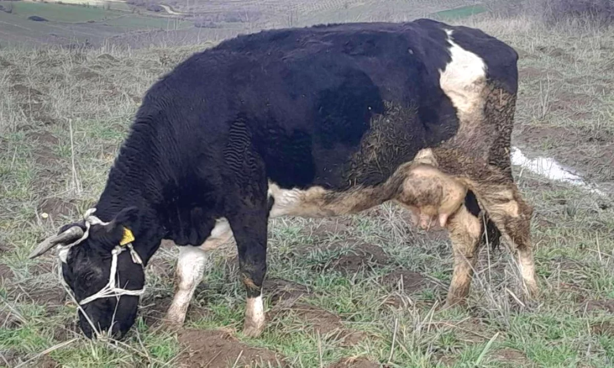 SHITET LOPE QUMESHTI