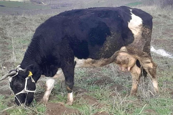 Kafshe e shpende ne Prishtine - 1,250 Euro