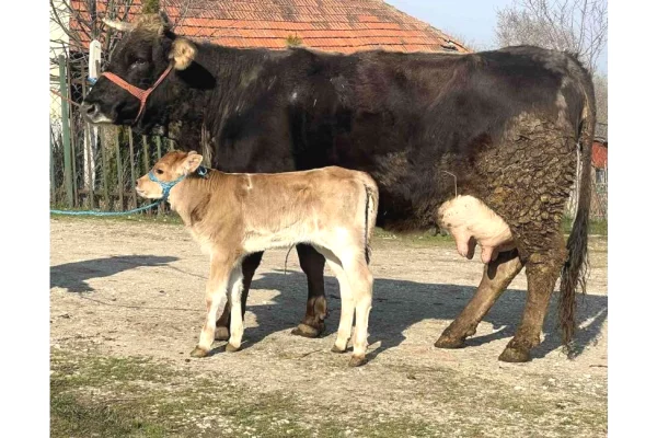 Kafshe e shpende ne Prishtine - 1,850 Euro