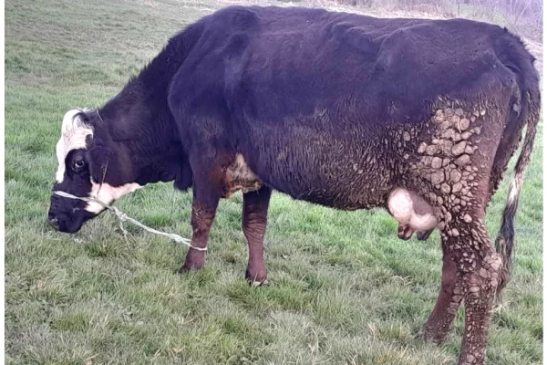 Kafshe e shpende ne Prishtine - 1,250 Euro