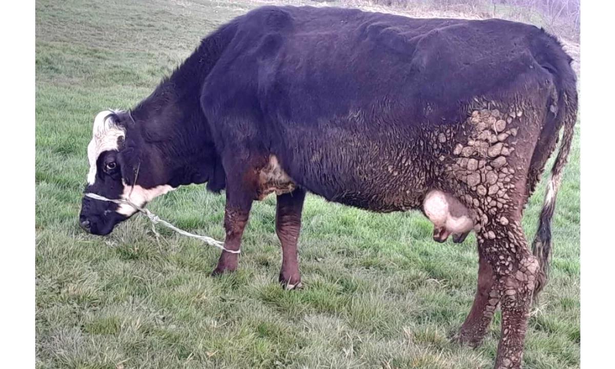  SHITET LOPE PER MJELJE 💰🐄