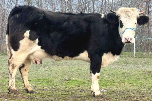 Kafshe e shpende ne Prishtine - 1,100 Euro