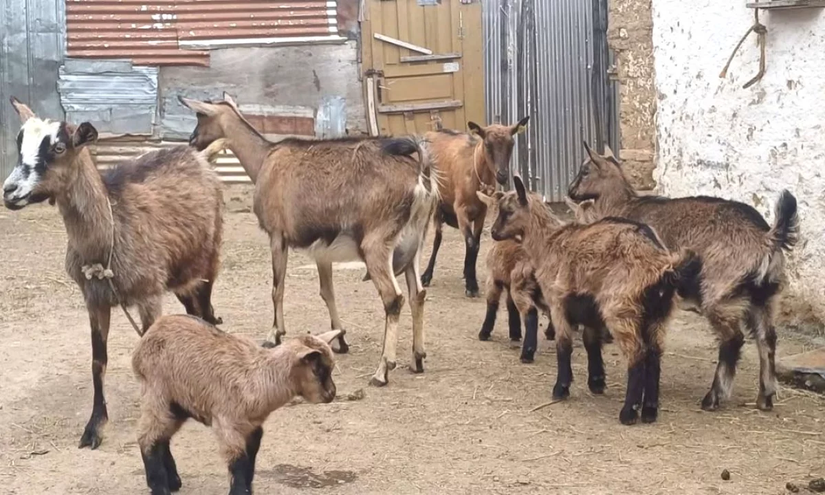 Shiten 3 dhi Alpinka dhe 5 keca