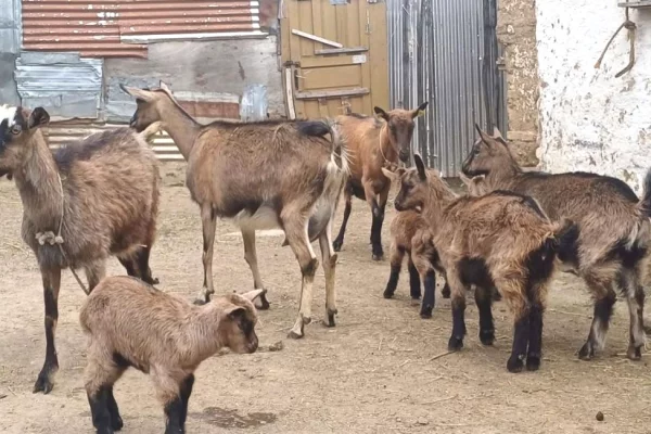 Kafshe e shpende ne Prishtine - 680 Euro