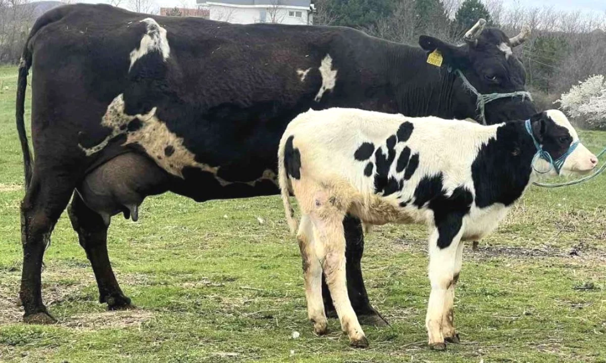  Shitet lope me vic mashkull