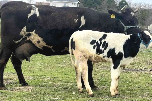 Kafshe e shpende ne Prishtine - 1,850 Euro