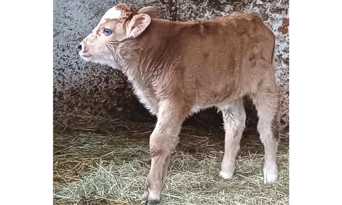  Shes Viqin Mashkull – 10 Ditesh