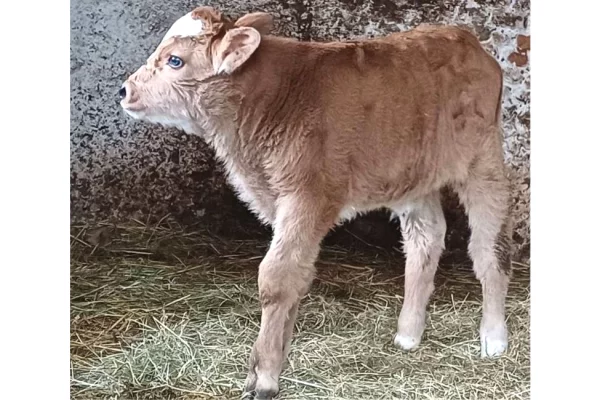 Kafshe e shpende ne Prishtine - 680 Euro