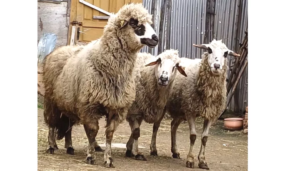  Shes Tri Dele – BarSa