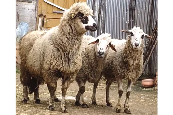 Animali e uccelli a Pristina - 580 Euro