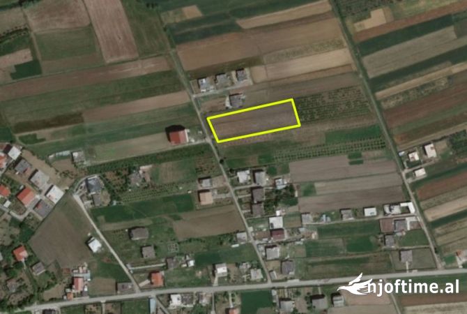 Momel,Shitet Truall buze rruge e mbjelle me rrenje ullishte 6 vjecare ,Kavaje