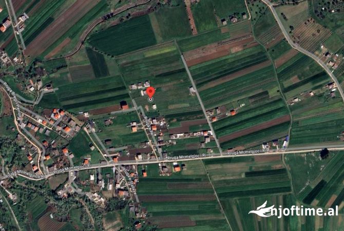 Momel,Shitet Truall buze rruge e mbjelle me rrenje ullishte 6 vjecare ,Kavaje