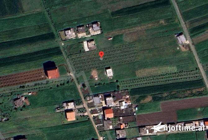 Momel,Shitet Truall buze rruge e mbjelle me rrenje ullishte 6 vjecare ,Kavaje