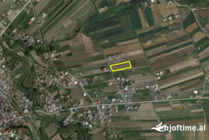 Momel,Shitet Truall buze rruge e mbjelle me rrenje ullishte 6 vjecare ,Kavaje