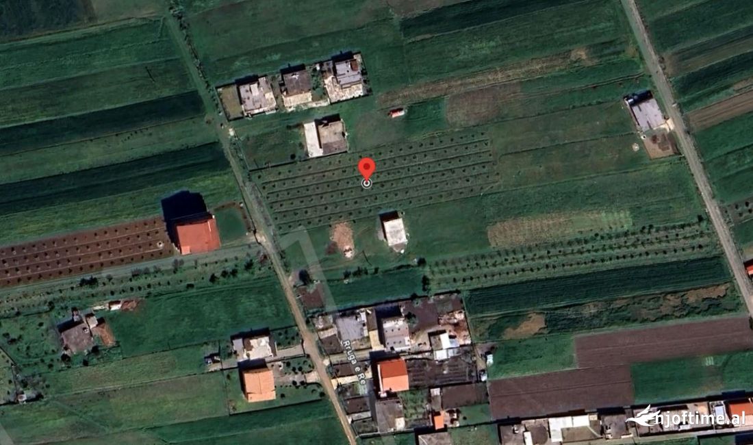 Momel,Shitet Truall buze rruge e mbjelle me rrenje ullishte 6 vjecare ,Kavaje