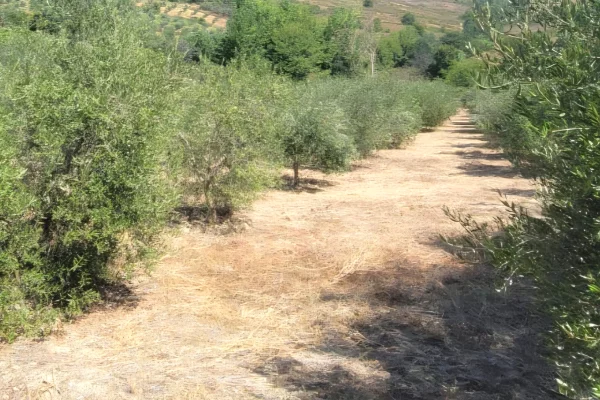 Land for Sale in Kavaja - 6,000,000 Leke