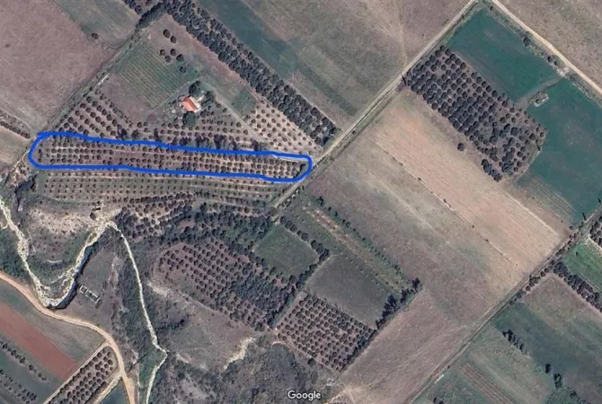 Shitet tokë me ullinj ne prodhim 15 vjecarë ne Dukat te Ri "Vlore". 