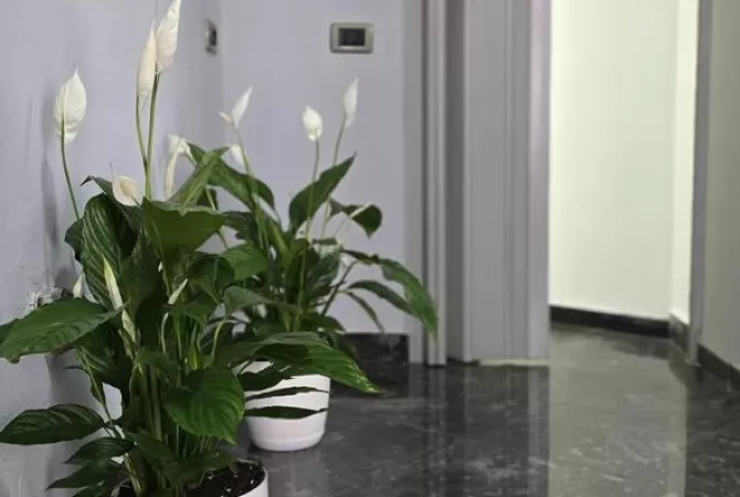 Shtepi me qera Apartament ne Tirane, 1+1, Mobilimi E mobiluar, Pagesa 65,000  Leke.