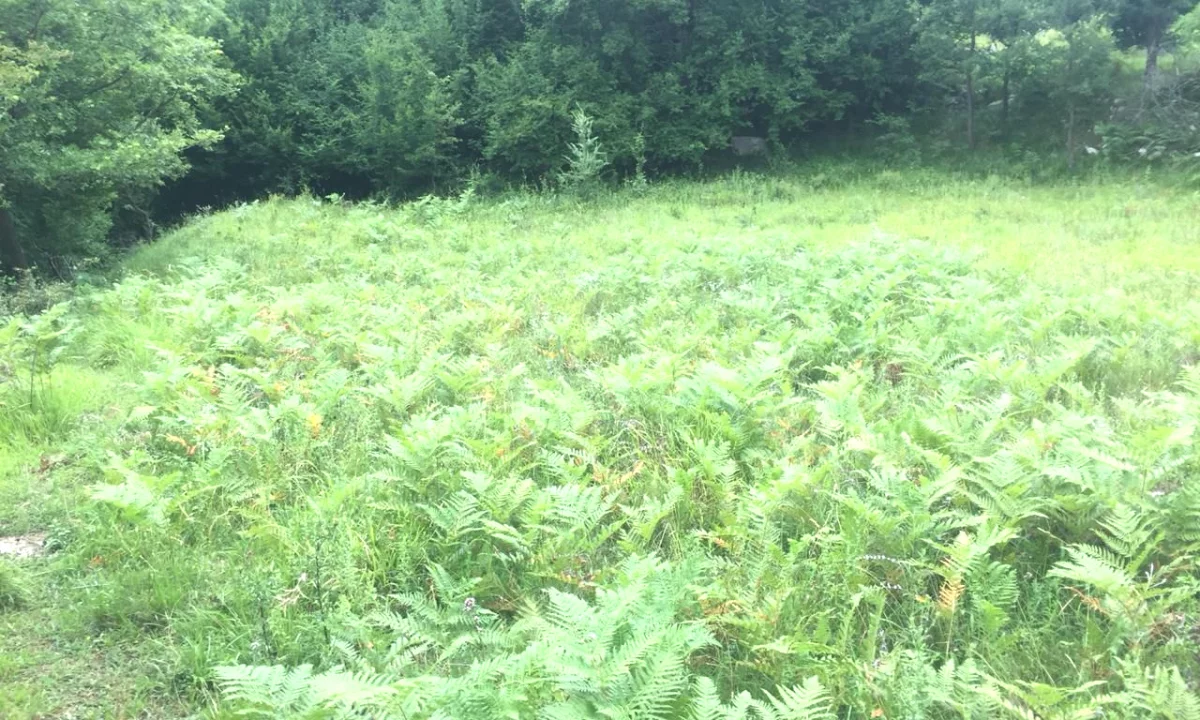 Shitet toke + Shtepi e Vjeter ne Linze,Dajt/90,000 euro