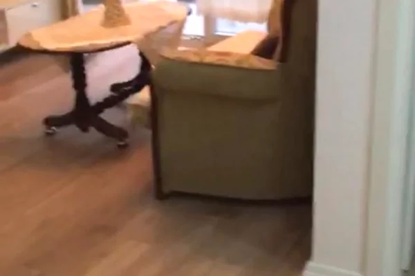 Shtepi me qera Apartament ne Tirane, 1+1, Mobilimi E mobiluar, Pagesa 38,000  Leke.