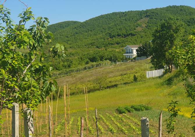 Truall ose Toke ne Durres - 40,000 Euro