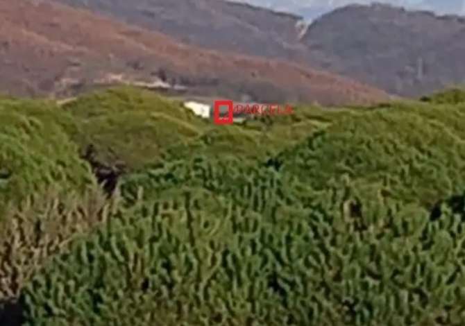 Truall ose Toke ne Durres - 50,000 Euro