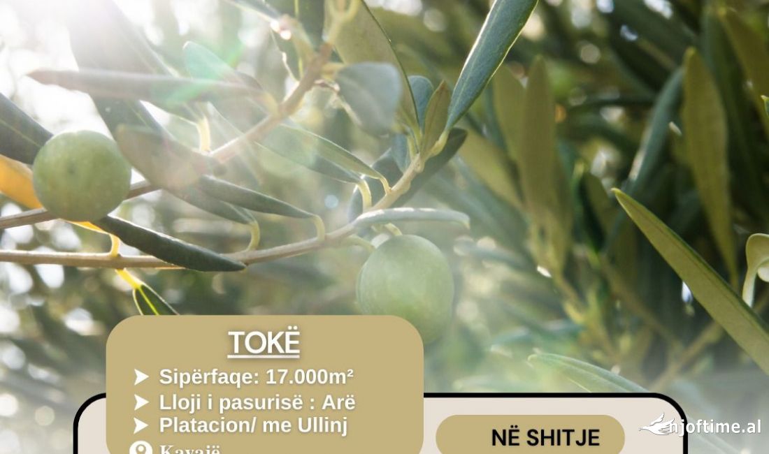 Toke ne shitje ne Kavaje ( Platacion Ullinjsh ) 