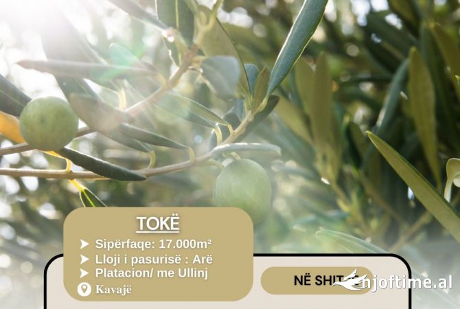 Toke ne shitje ne Kavaje ( Platacion Ullinjsh ) 