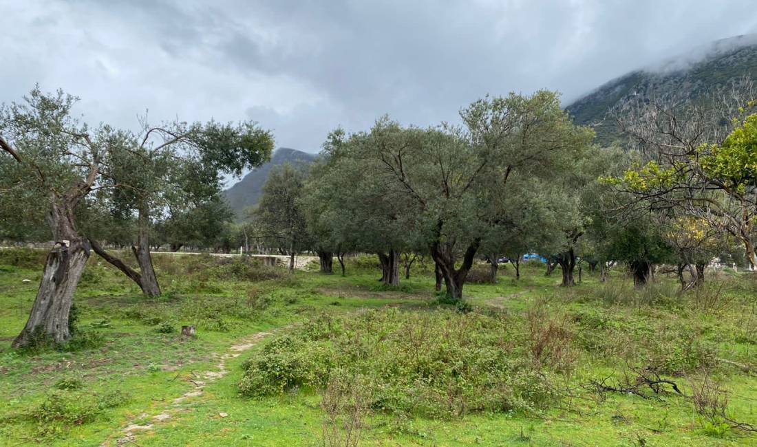 Shitet Toke Qeparo 1100m2 100 euro m2 