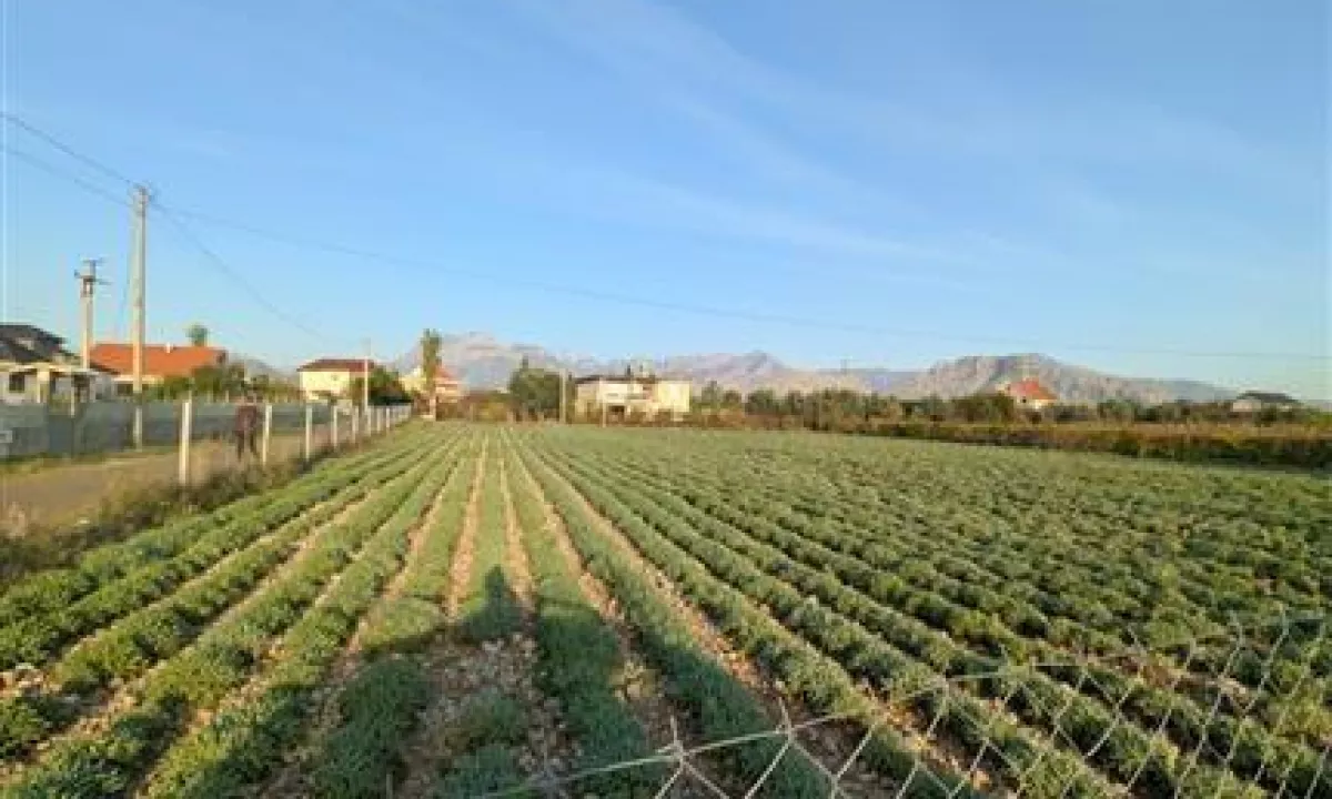 "OKAZION" Toke ne Shitje 2,410 meter