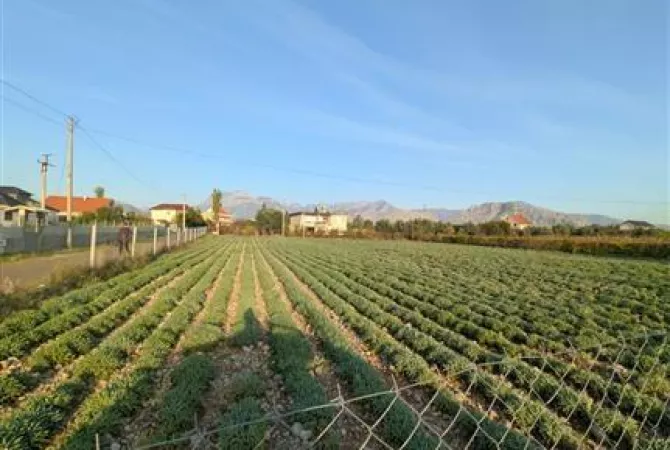 Truall ose Toke ne Shkoder - 240,000 Euro