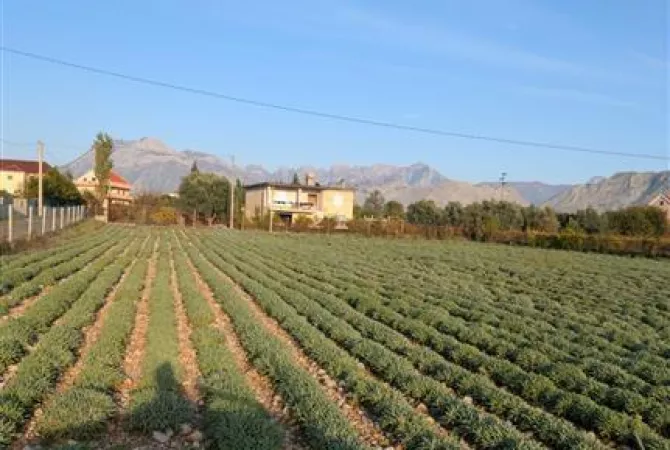 Truall ose Toke ne Shkoder - 240,000 Euro