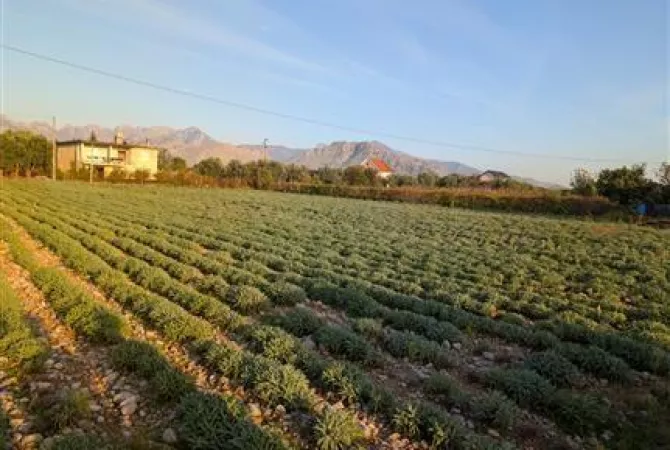 Truall ose Toke ne Shkoder - 240,000 Euro