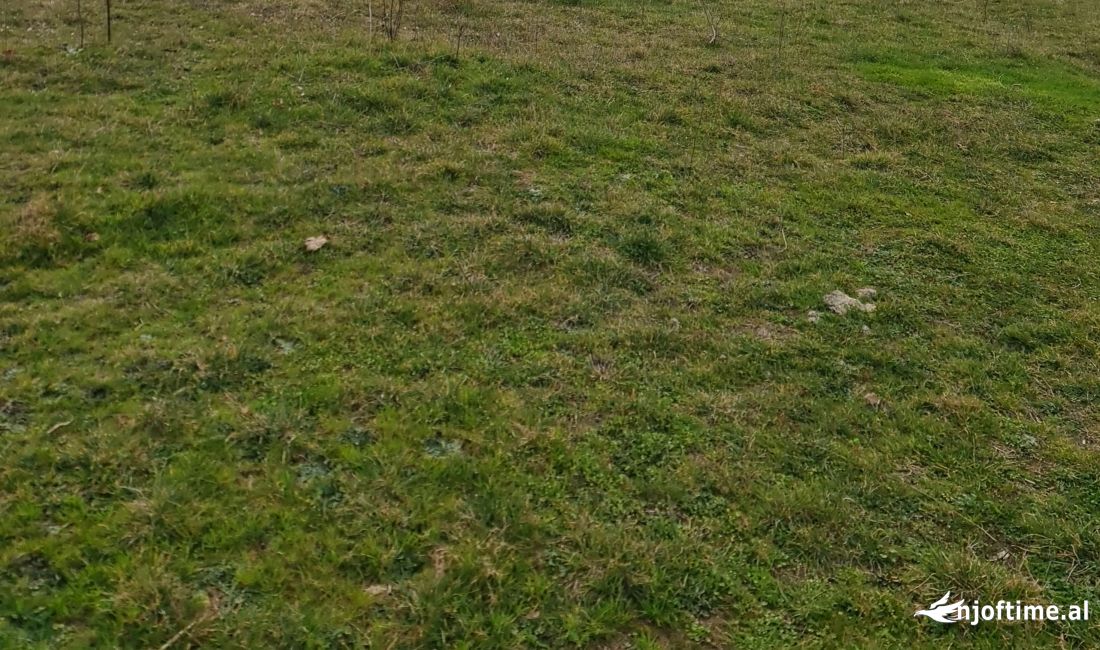 Ne Vishaj shitet toke buze rruge 60Euro m/