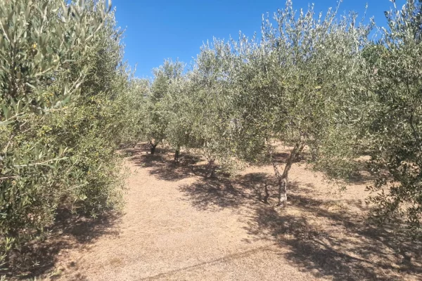 Land for Sale in Tirana - 10,500,000 Leke