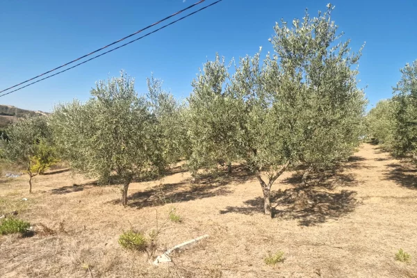 Land for Sale in Tirana - 10,500,000 Leke