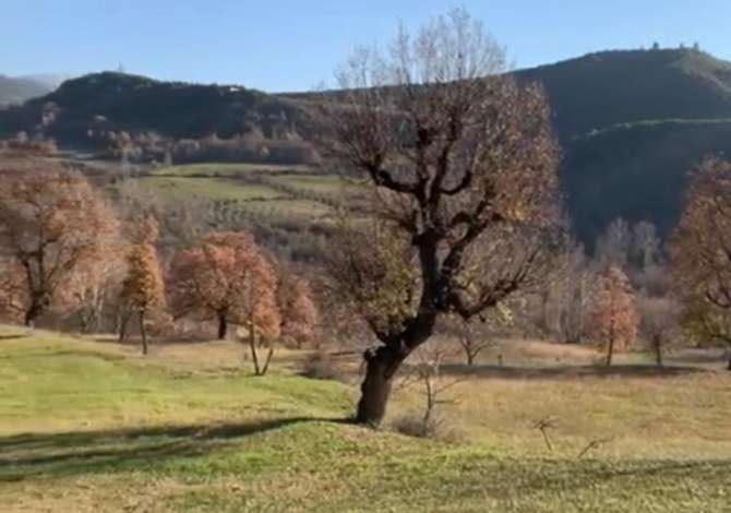 Shitet toke ne Shish-Tufine  40e/m2