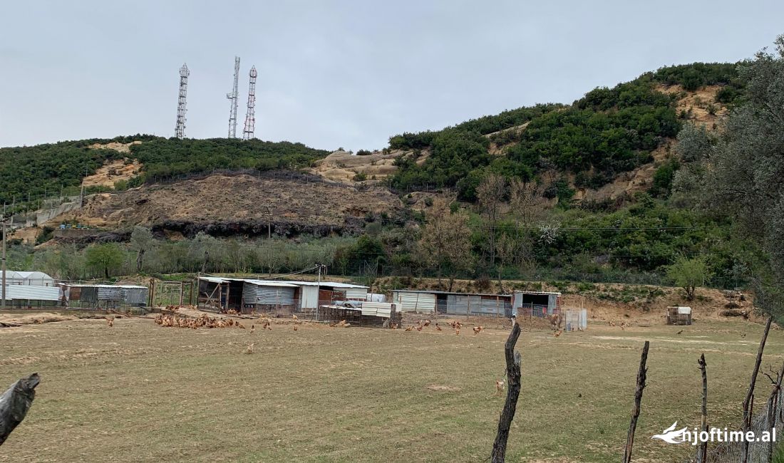 Shitet toke ne Farke te madhe - Surrel 