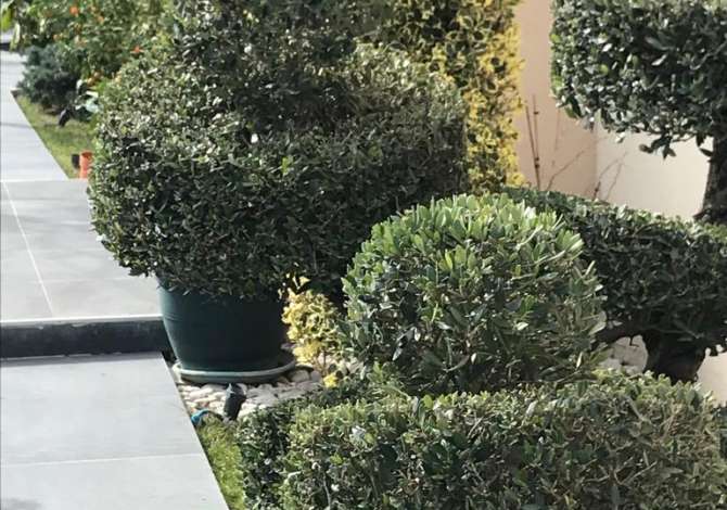 Kopshtar, Bacevan-Ofroj sherbime kopshtarie