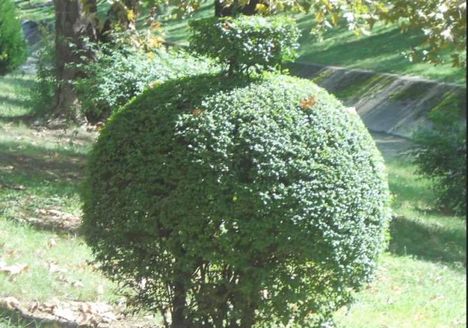 Kopshtar, Bacevan-Ofroj sherbime kopshtarie